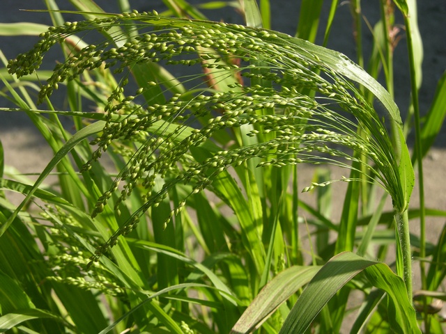 jcs-panicum-miliaceum-28660