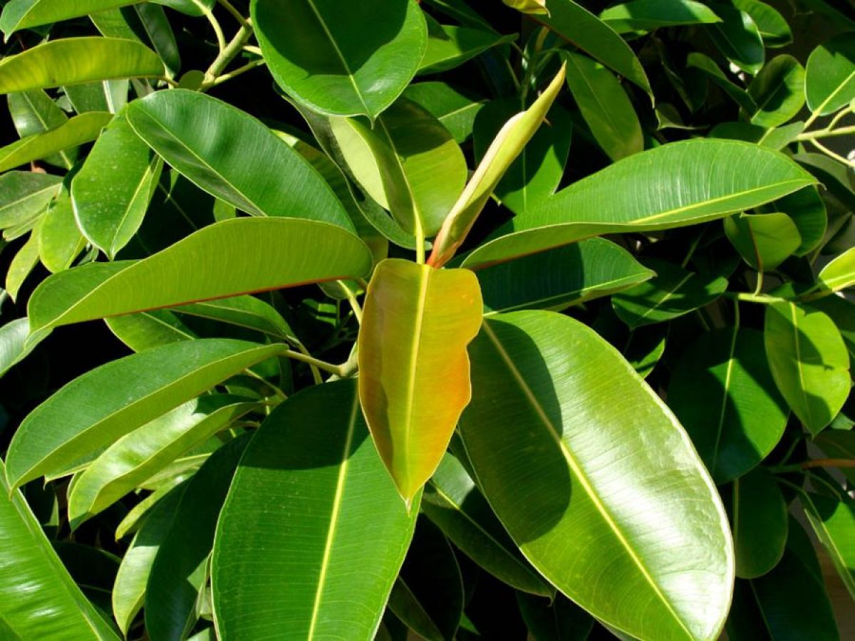 Frunze de dafin pentru varice, Ficus în tratamentul varicozei