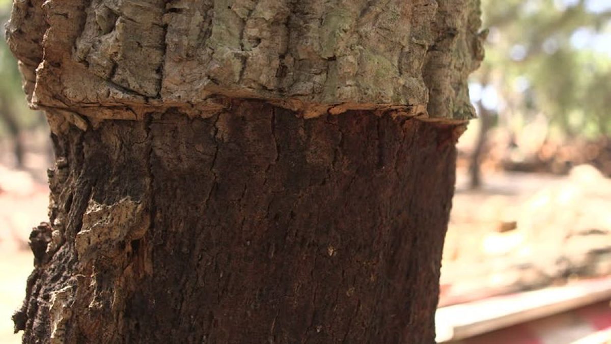 Scoara stejar pentru varicoza. Alena Dmitrieva elimină varicele în 3 săptămâni