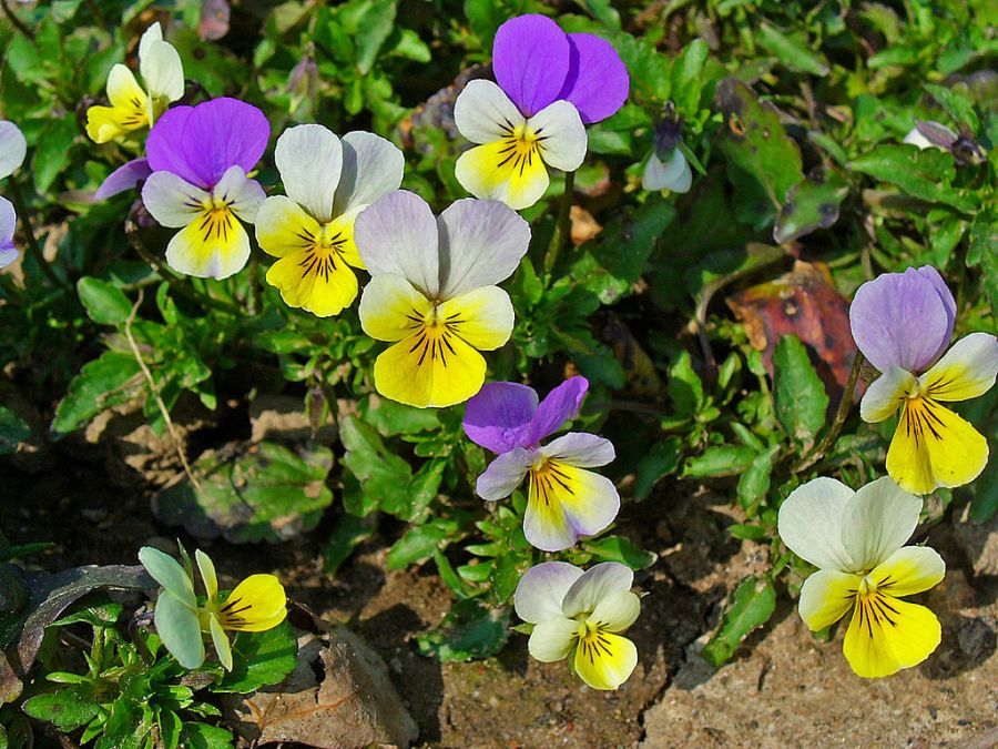 Viola tricolor trei frati patati -