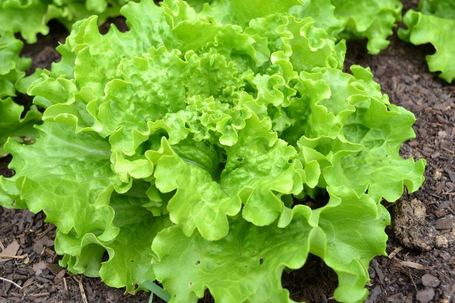 Salata verde -